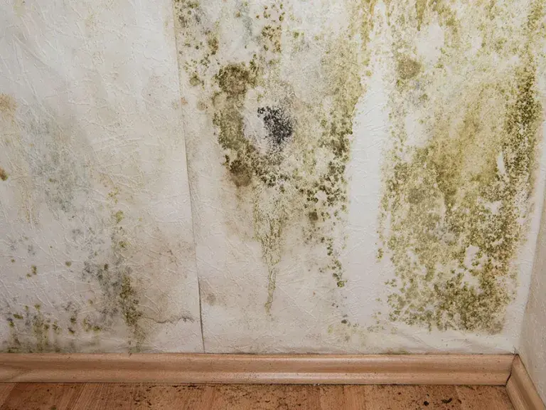 Schimmelpilz Schimmelpilz